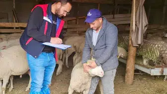 Afyonkarahisar'da küçükbaş hayvancılığın geleceği için kritik saha mesaisi