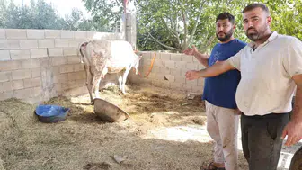 Hatay'da şap alarmı: Köpüren ağızlar üreticinin kabusu oldu