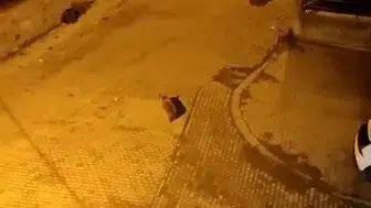 Sarıkamış sokaklarında şaşkına çeviren görüntü: 7 ayı aynı anda mahallede