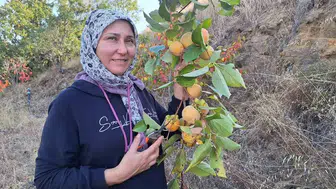 Sarıgöl'ün bereketli bahçelerinde kış hazırlığı: Hurmalar cipse dönüşüyor