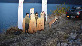 Nemrut Kalderası'nın yeni sakinleri: Antalya'dan gelen misafirler doğaya bırakıldı