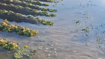 Sakarya'da sular çekildi, geriye sadece acı bir tablo ve çiftçinin metaneti kaldı