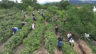 Isparta gül üreticisinin yüzünü güldüren karar: Taban fiyata sürpriz zam
