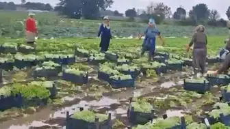Sakarya'da çamurla imtihan: Üreticiler balçığa gömülen mahsulleri kurtarmak için seferber oldu