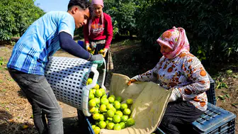 Adana'da mandalina bahçelerinde buruk hasat: Rekolte yüksek ama ihracat kapıları kapalı