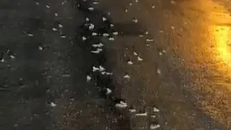 Bingöl'de şaşırtan doğa olayı: Yollar bir anda kurbağalarla doldu