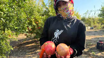 Serik'te nar hasadında yağmur paniği: Üreticiyi zorlayan karar