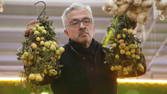 Doğanın nadir armağanı: İki yılda bir meyve veriyor, görenler hemen kapışıyor