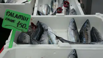 Marmara'da palamut bereketi neden gecikti? Balıkçıların beklediği o değişim yaşandı