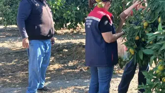Sofralara gelen ürünlerde gizli tehlikeye karşı Söke'de sıkı takip