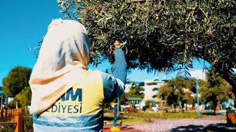Didim'in parklarındaki bereket sofralara taşınıyor: Belediyeden zeytin seferberliği