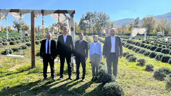 Mor tarlaların kadın mimarı: Samsun'da lavanta ile gelen kırsal dönüşüm
