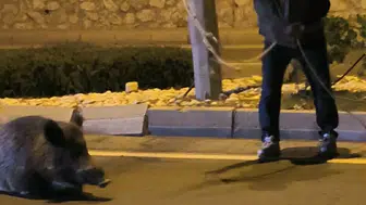 Kuşadası'nda tehlikeli kurtarma girişimi: Yaralı yaban domuzuna kementle müdahale etti