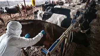 Elbistan'da alarm zilleri çalıyor: Beş mahallede hayvan hareketliliğine sıkı denetim