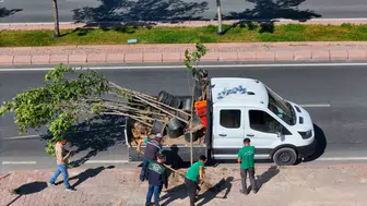 Kayseri'nin yeşil dokusunda büyük değişim: Ömrünü tamamlayan ağaçlar yerini yenilerine bırakıyor
