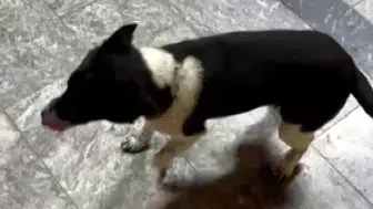 Samsun'da at gibi yürüyen köpek herkesi şaşırtıyor