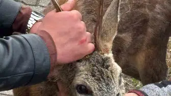Giresun'da sahipsiz köpeklerin kıstırdığı yaralı karaca ölümden döndü