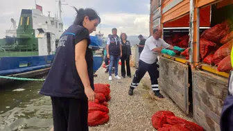İzmir kıyılarında kaçak midye avına büyük baskın