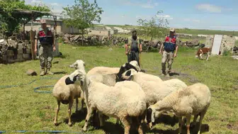 Viranşehirde kaybolan kurbanlıklar jandarmanın dronuyla bulundu