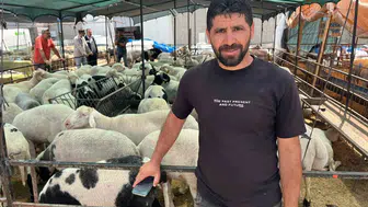 İzmirli kurbanlık ararken sosyal medyayı pazar yeri yaptı