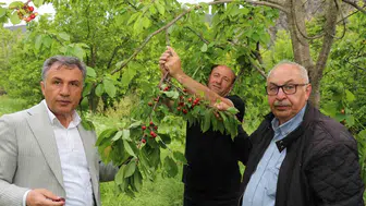 Erzurum Ayvalı'da hasat başladı ama kirazlar parayla satılmıyor
