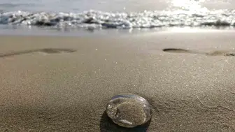 Ege sahillerini binlerce denizanası kapladı