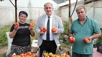 İncirliova’da yerli domates bereketi