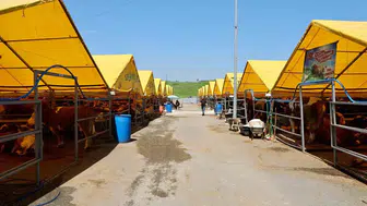 Büyükçekmece’de kurban hazırlıkları tamamlandı