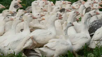 Tarımda kimyasal dönemi bitiren yerli kaz projesi