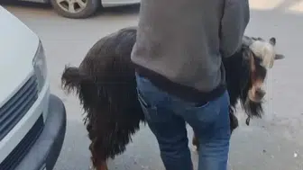 Amasya sokaklarında kurbanlık keçi kovalamacası