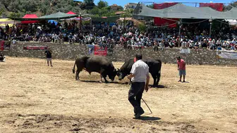 Germencik arenasında boğaların kıran kırana mücadelesi
