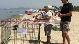 Aydın kıyıları Caretta caretta türünün yeni evi oldu
