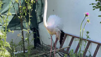 Arnavutköy ormanlarında yaralı bulunan flamingo korumaya alındı
