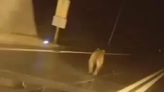 Giresun yolunda tünel içine giren ayı trafiği karıştırdı