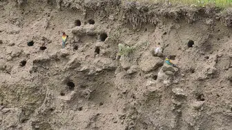 Bitlis yamaçlarında doğanın gökkuşağı mevsimi başladı