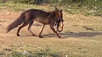 Ganos Dağları'nda yaban hayatının gizli anları görüntülendi