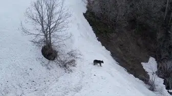 Şavşat ormanlarında karlar üzerinde kayan bozayı görüntülendi