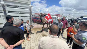 Konya kurban pazarında 330 bin liralık deve satışı