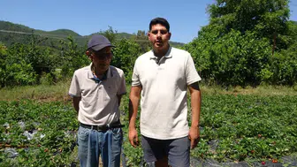 Marmaris’te toprağa dönen emekli teknisyenin çilek hasadı