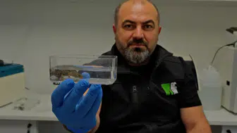 Kocaeli Ormanya’da üç yeni semender türü keşfedildi