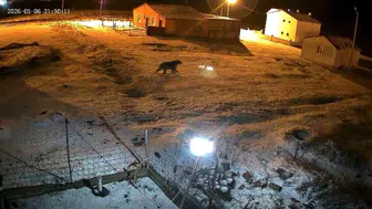 Ardahan’da gece mesaisi yapan davetsiz misafirler