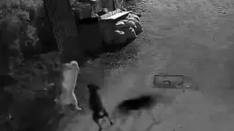 Kastamonu'da gece baskını yapan kurtlar köpeği telef etti