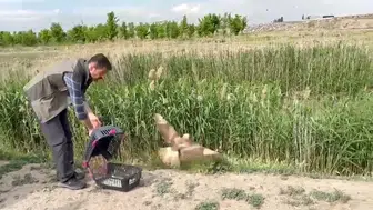 Iğdır'da kurtarılan şahin gökyüzüne geri döndü