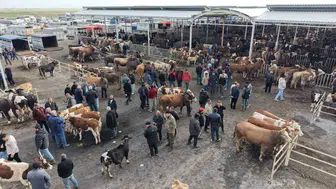 Kurban pazarında fiyatlar belli oldu Küçükbaş 15 bin büyükbaş 130 bin