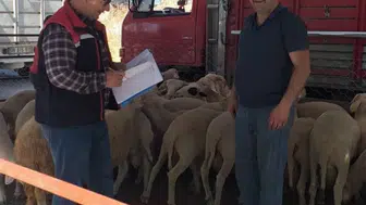 Köşk'te kurban denetimleri bayram tatili boyunca aralıksız sürecek