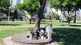 Antalya parkındaki dört yavru kedi sıcak bir yuva bekliyor