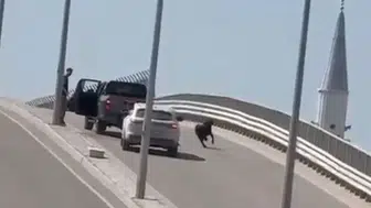 Tarsus trafiğinde kurbanlık keçi kovalamacası