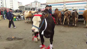 Kars hayvan pazarında 700 kiloluk şampiyon düve pazarlığı