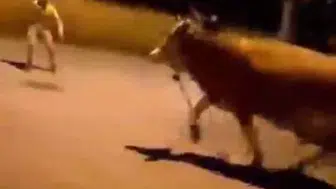 Bursa sokaklarını birbirine katan kaçak dana yakalandı