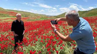 Adıyaman'da nohut tarlası gelinciklerle kırmızıya boyandı